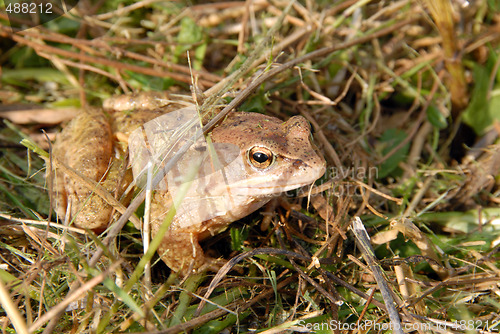 Image of frog or toad