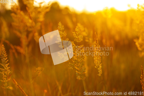 Image of Golden colored grass in evening sunshine, close up background or wallpaper