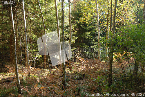Image of autumn forest