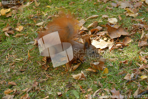 Image of red squirrel