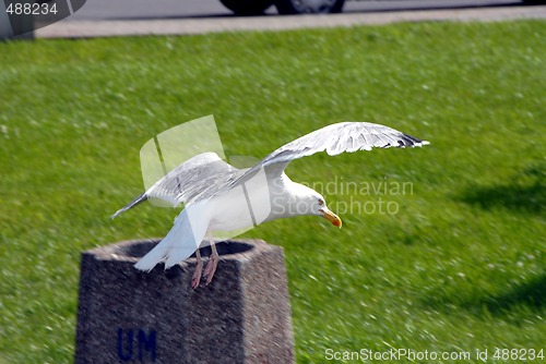 Image of gull