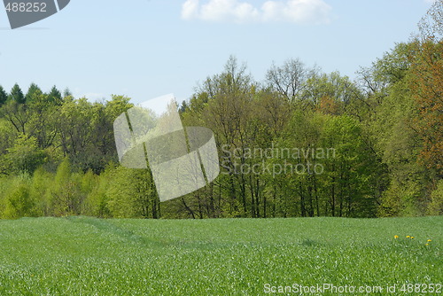 Image of young wheat