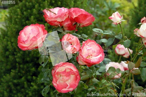 Image of flowers in my garden