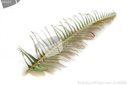 Image of Fern Frond on White