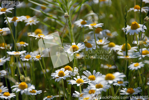 Image of camomile