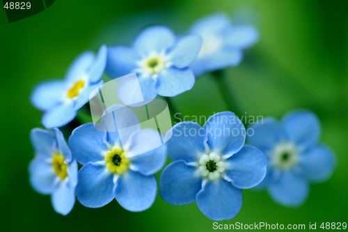 Image of Forget-Me-Nots