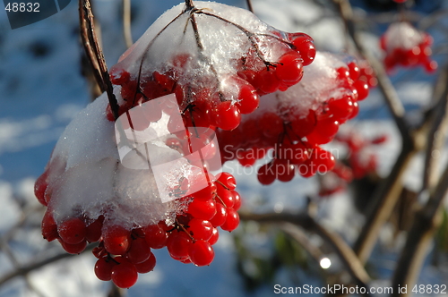 Image of The First frost.