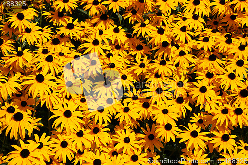 Image of Yellow flowers