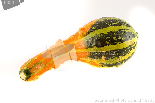 Image of Ornamental Squash