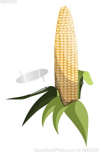 Image of Light yellow sweet corn cob with green leafs vector illustration