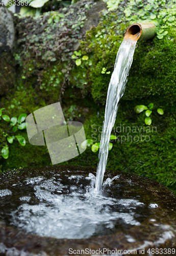 Image of Japanese water bamboo