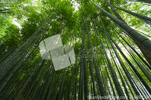 Image of Bamboo groves