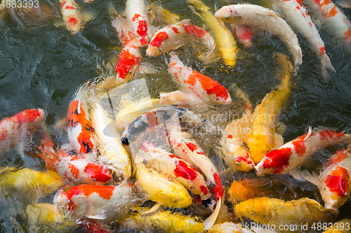 Image of Koi Carps Fish Japanese swimming