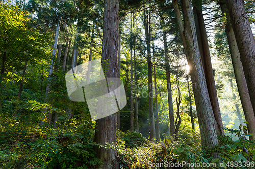 Image of Forest and sunlight