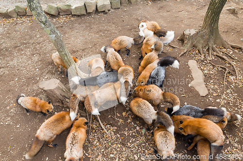 Image of Fox eating food