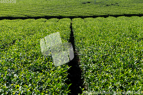 Image of Green Tea Plantation