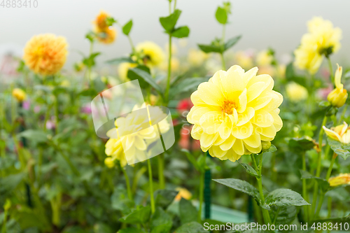 Image of Yellow chrysanthemum