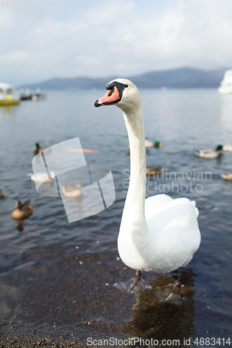 Image of Swan and duck in the lake