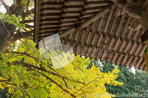 Image of Japanese temple and tree