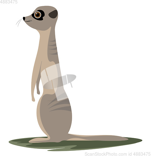 Image of Standing meerkat vector or color illustration