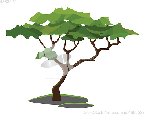 Image of A tree/Woody perennial plant vector or color illustration