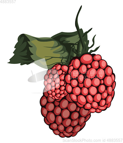 Image of Vector illustration of red rasberry fruit with green leaf white 