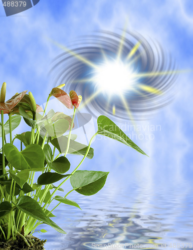 Image of Cala Lily 