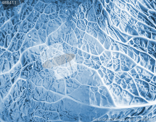Image of Green cabbage vegetable
