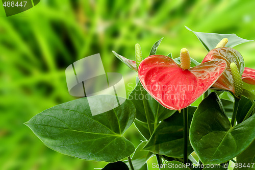 Image of Cala Lily 