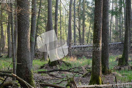 Image of Alder tree deciduous stand in morning