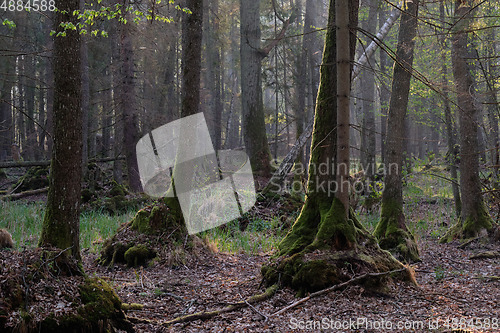 Image of Alder tree deciduous stand in morning