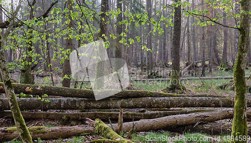 Image of Old ash trees broken lying in springtime morning