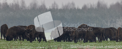 Image of European Bison herd grazing in snowfall