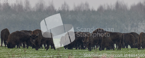 Image of European Bison herd grazing in snowfall