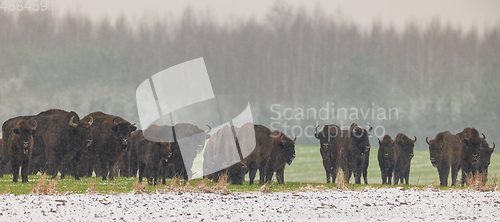 Image of European Bison herd resting in snowfall