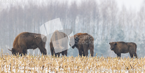 Image of European Bison herd resting in snowy field