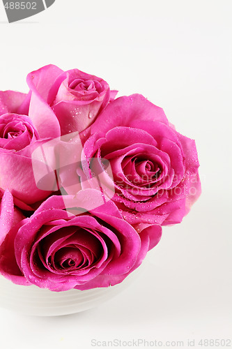 Image of Pink roses