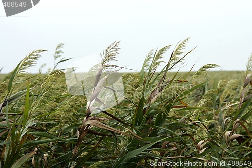 Image of Sea Oats