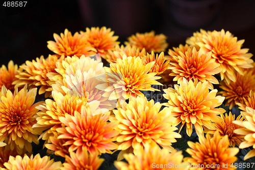 Image of Bright chrysanthemum