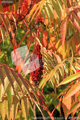 Image of Sumac