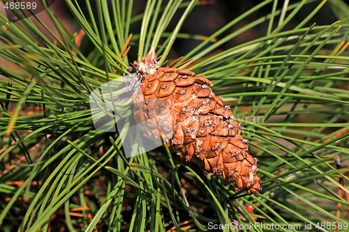 Image of Christmas cone