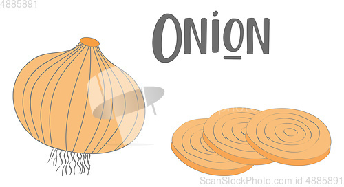 Image of Drawing of a whole onion and three slices of onion vector or col