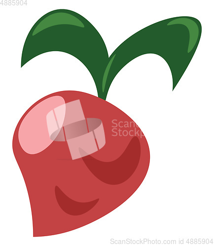 Image of A fresh radish vector or color illustration