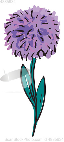 Image of Purple aster flower illustration color vector on white backgroun