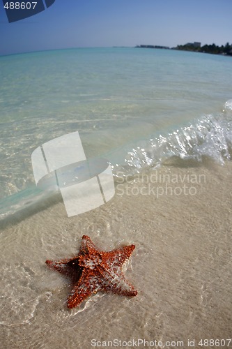 Image of Starfish on Tropical Beach