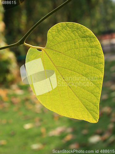 Image of Heart-shaped leaf