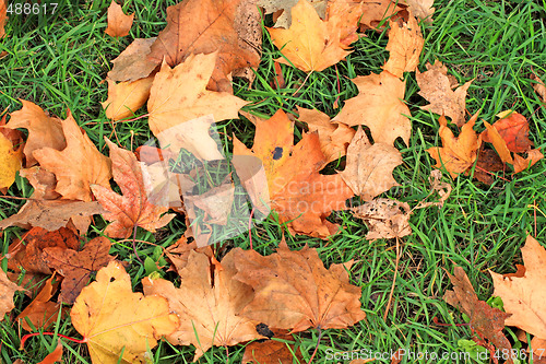 Image of Fallen leaves