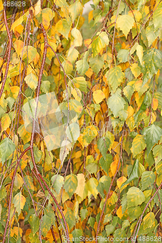 Image of Birch leaves