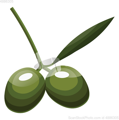Image of Cartoon of two green olives  with green leaf on a branch vector 