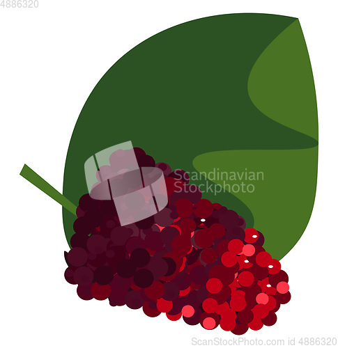 Image of Bunch of mulberry fruits on a broad green leaf vector or color i